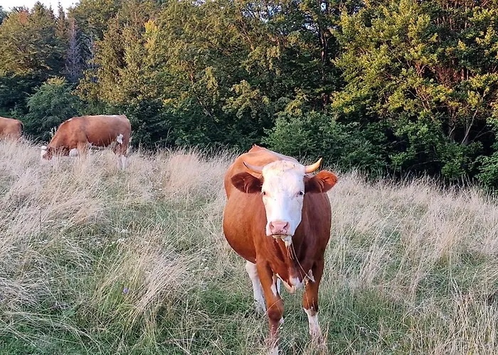 Lejlighed Myto Chopok, Tereza, Free Parking, Wifi